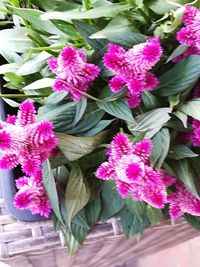 High angle view of pink flowering plant