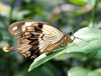 Butterfly on leaf