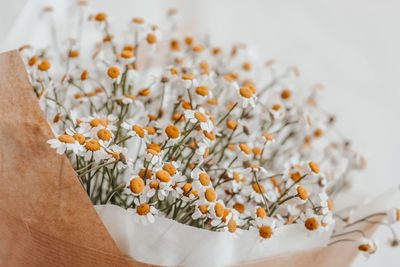 High angle view of white flowering plant on table