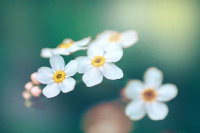 Close-up of white flowering plant