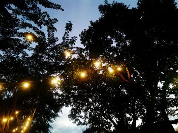 Low angle view of trees against sky at night