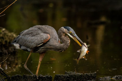 Bird in lake