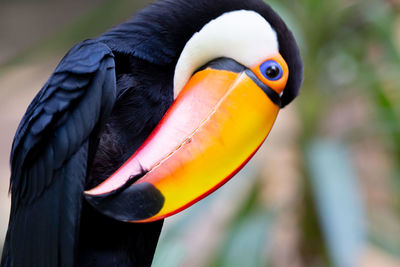 Close-up of a bird