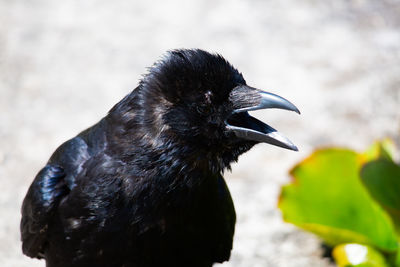 Close-up of a bird