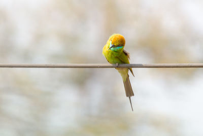 Close-up of green bee-eater perching on cable