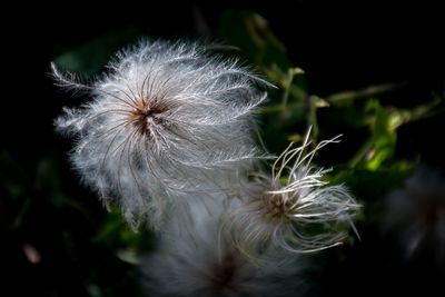 Close-up of dandelion flower