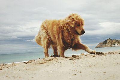 Dog on beach against sky