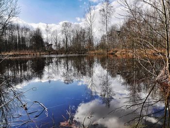 Reflection of trees in water