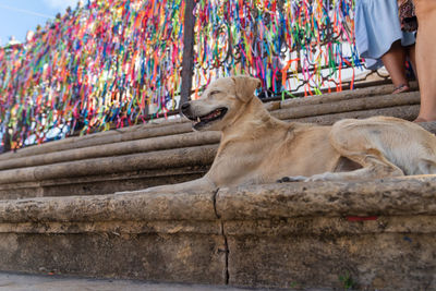 Dog sitting on the stairs of senhor do bonfim church