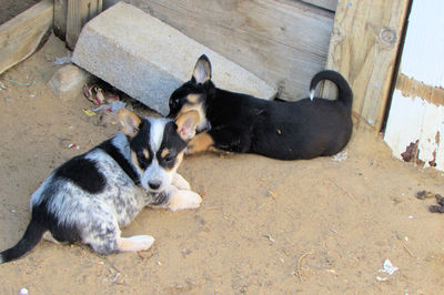 High angle view of puppy sitting outdoors