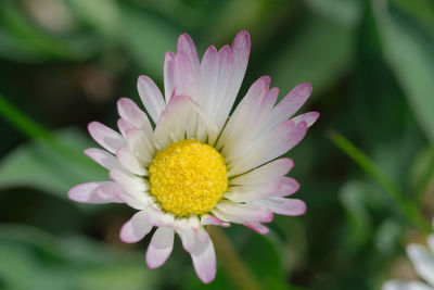 Close-up of pink flower