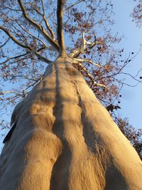 Low angle view of tree against clear sky