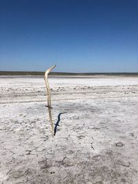 Driftwood on beach against clear blue sky