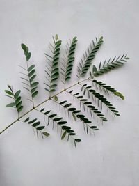 High angle view of leaves against white background