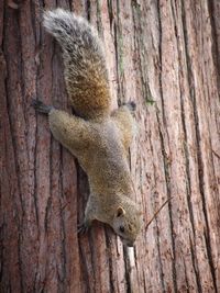 Squirrel on tree trunk