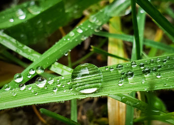 Close-up of water drops on green leaf