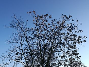 Low angle view of tree against clear sky