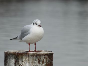 Seagull perching on wooden post