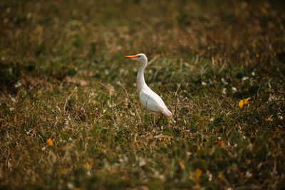 White egret in field