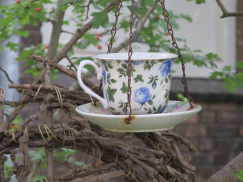 Close-up of flower on tree