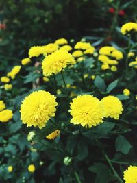 Close-up of yellow flowers blooming outdoors