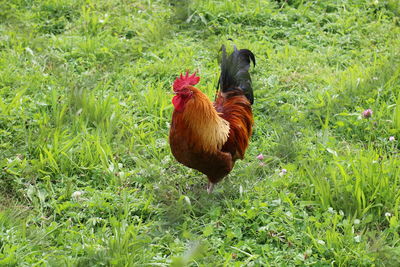 High angle view of rooster on grassy field
