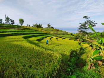 Scenic view of agricultural field against sky