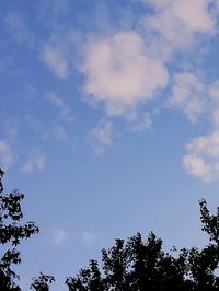 Low angle view of tree against blue sky