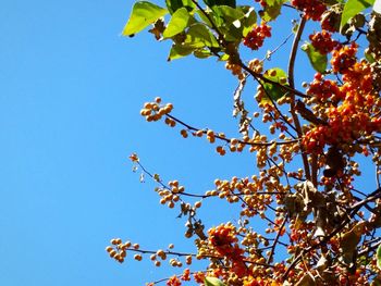 Low angle view of flowering plants against clear blue sky