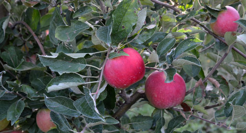 Close-up of apples growing on tree