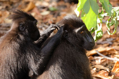 Close-up of monkey