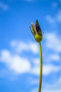 Close-up of blue flowering plant