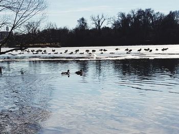 Swans swimming in lake against sky