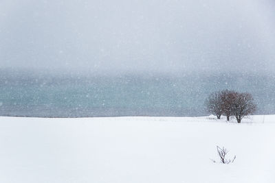 Snow covered trees in winter