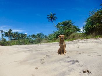 View of dog on beach