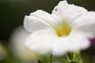 Close-up of white day lily blooming outdoors