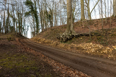 Dirt road amidst trees in forest