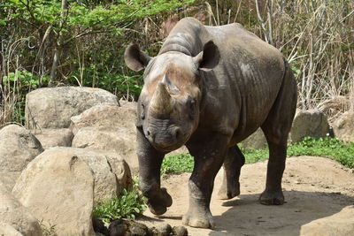 Eastern black rhinoceros in a zoo