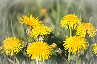 Close-up of yellow flowering plants