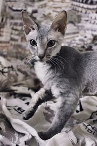 Portrait of cat sitting on carpet