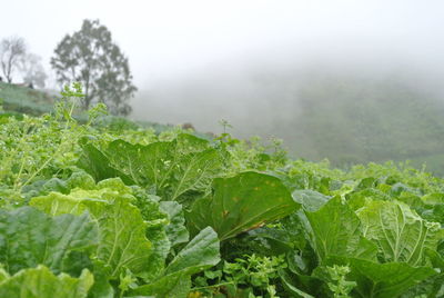 Close-up of wet plants