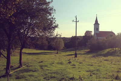 Trees on grassy field