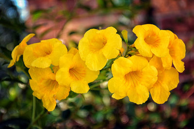 Close-up of yellow flowering plant