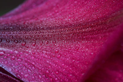 Close-up of water drops on rose flower