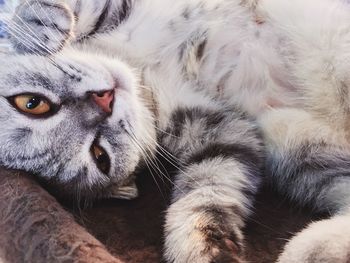 Close-up portrait of cat relaxing