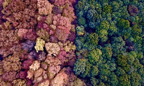 Full frame shot of coral in sea