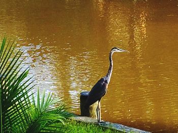 Close-up of bird perching on lake