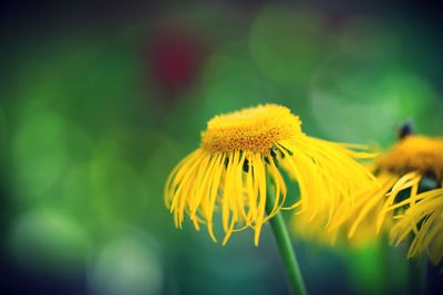 Close-up of yellow flowering plant