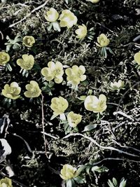 Close-up of yellow flowers