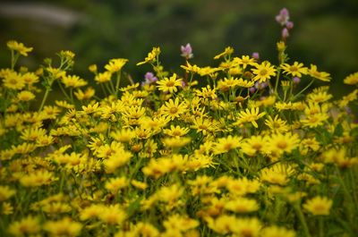 Close-up of yellow flowers blooming outdoors